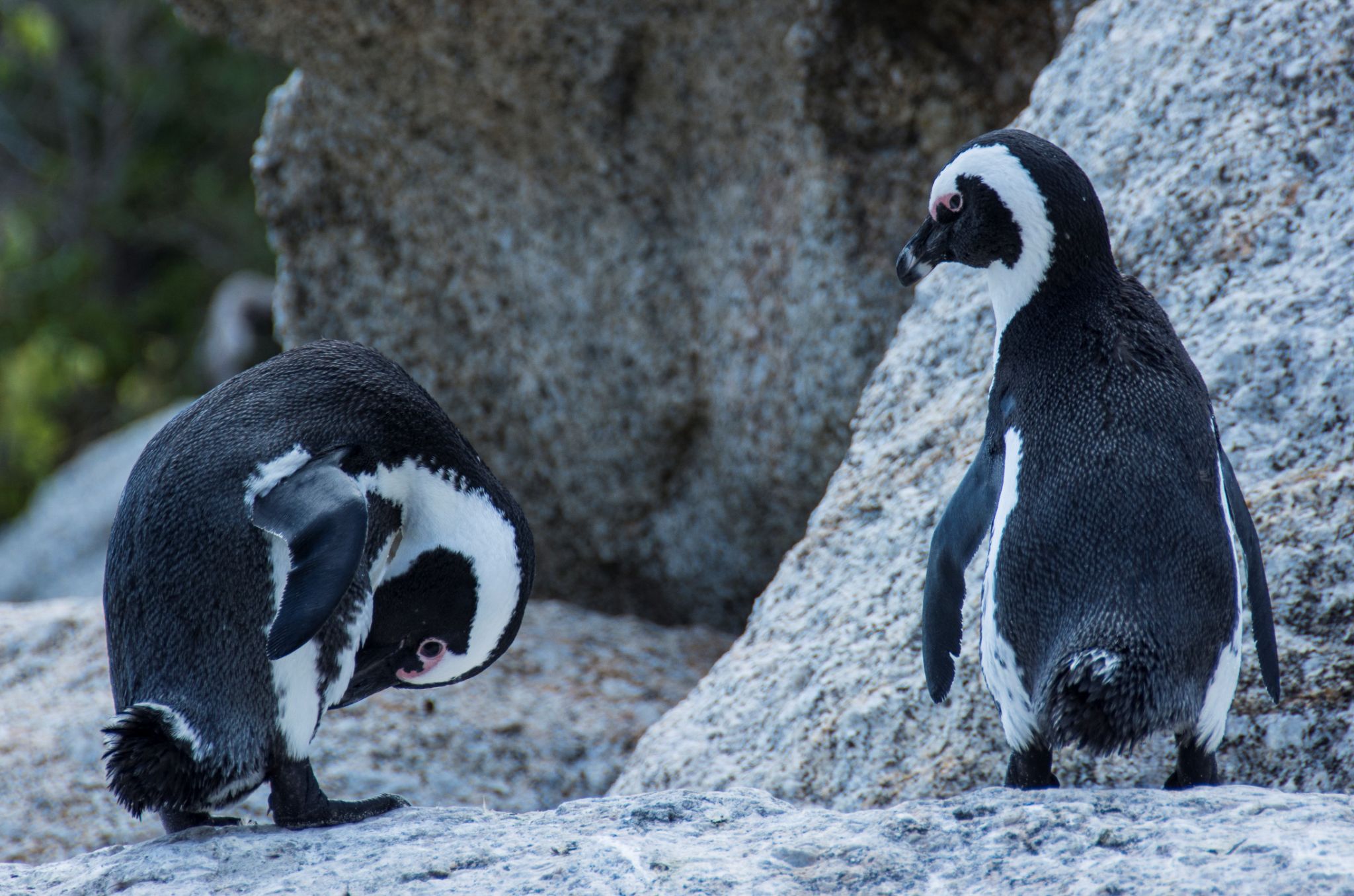 Brillenpinguin (Spheniscus demersus)